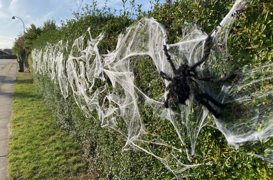 Halloween, edderkop på net på hæk