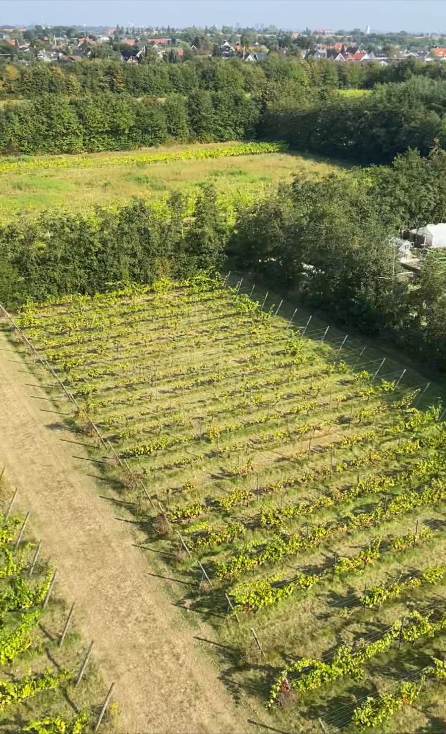 Vinranker på Nordlund Vingård, set fra oven