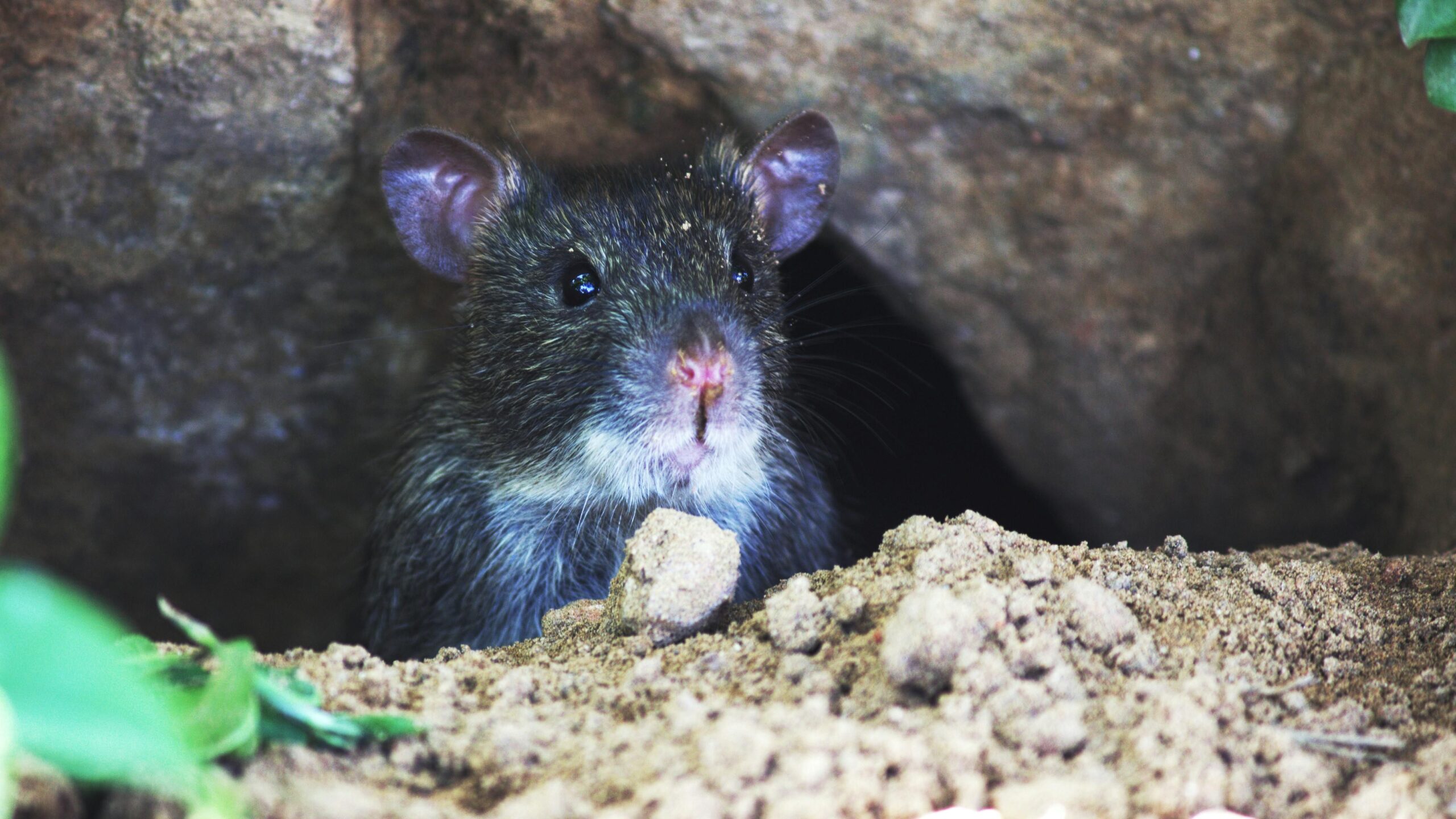 Brun rotte (Rattus norvegicus) kommer op af gamle kloakker i Hvidovre Kommune